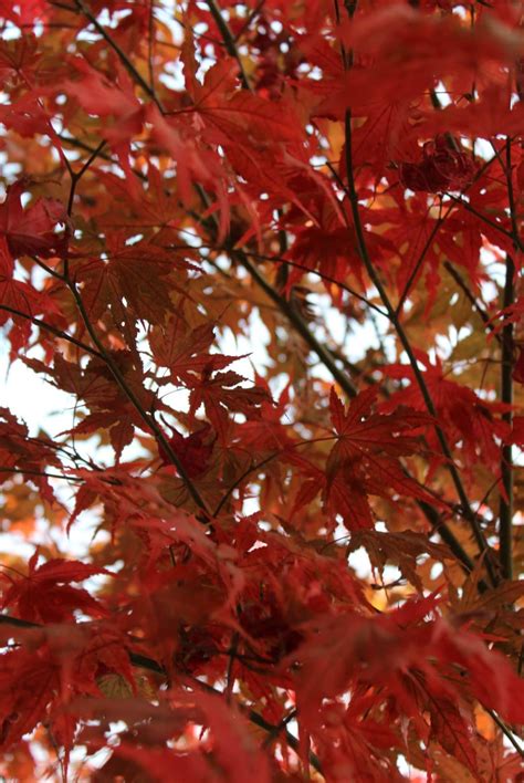 Japanese Maple fall color | Japanese maple, Maple falls, Fall colors