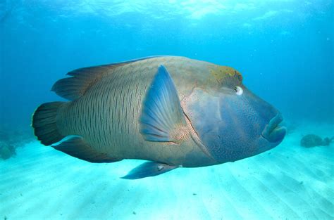 Great Barrier Reef Marine Wildlife Guide - Divers Den