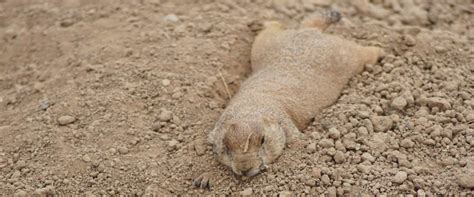 Identifying Gopher Damage: A Homeowner's Guide to Protecting Your ...