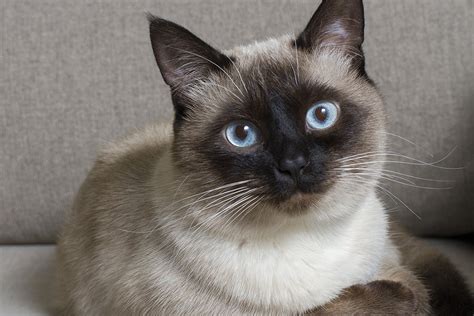 Siamese Cat Breed Guide