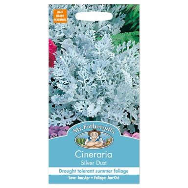 Cineraria Seeds | PlantShop.me