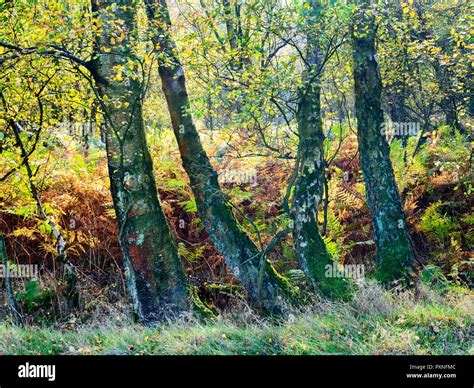 Birch trees hi-res stock photography and images - Alamy