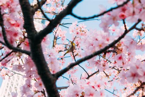 Pink Star Flowering Cherry Tree | Best Flower Site