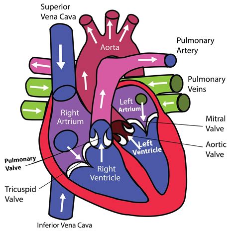 Circulatory System Diagram And Functions