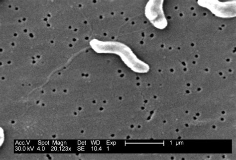 View From The Petri Dish: Response of Campylobacter jejuni to ...