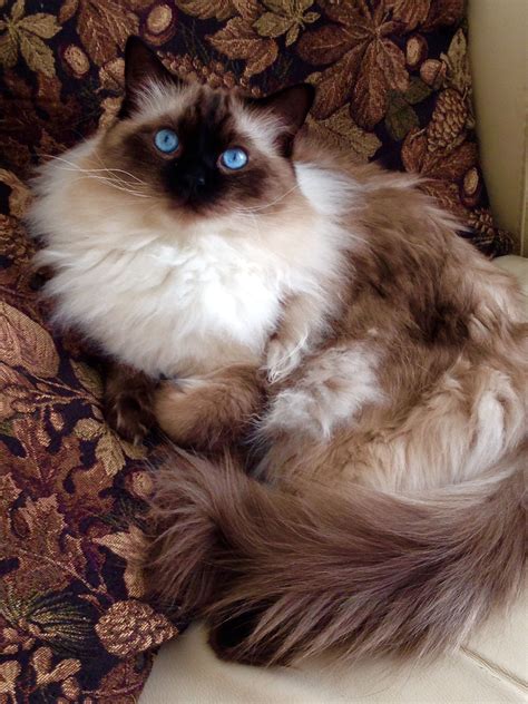 Seal point male ragdoll | Gorgeous cats, Cute cats, Pretty cats