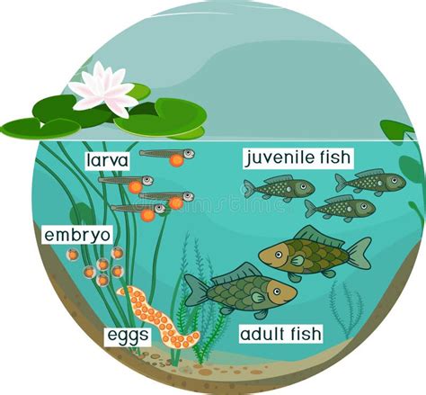 A pond ecosystem stock vector. Illustration of process - 35501519