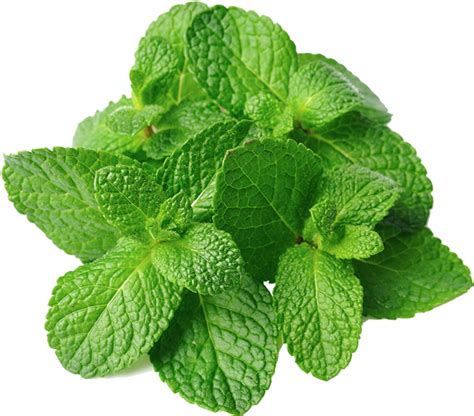 Mint Leaves, Natural Remedy, Garden Produce, Flavor Enhancer, Culinary ...