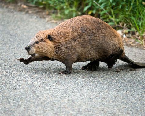 Record numbers of beavers are being introduced to the UK | Natural ...