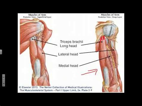 Elbow Joint Flexion, Extension, Supination, Pronation - YouTube