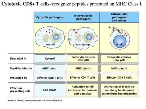 PPT - Cytotoxic CD8+ T cells- recognize peptides presented on MHC Class ...