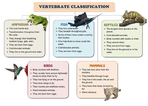 Vertebrates: Definition, Characteristics and Classification