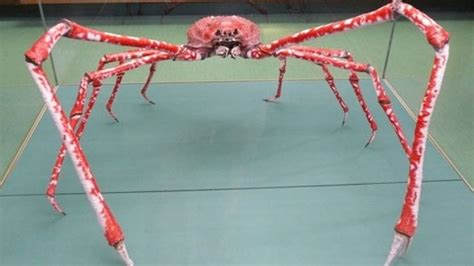 Giant Japanese Spider Crabs Can Grow Bigger Than People