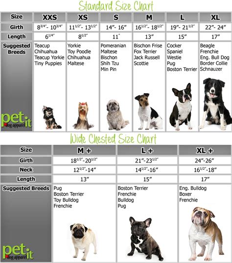 Chihuahua Size Chart - Pets Lovers