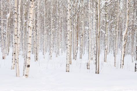 Birch trees in snow | Birch tree mural, Winter wood, Tree mural