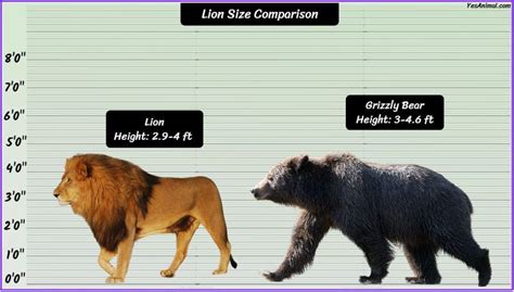 Lion Size: How Big Are They Compared To Others?