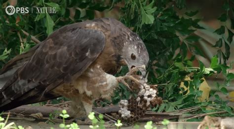 Crested honey buzzards feast on bee and wasp larvae – The Kid Should ...