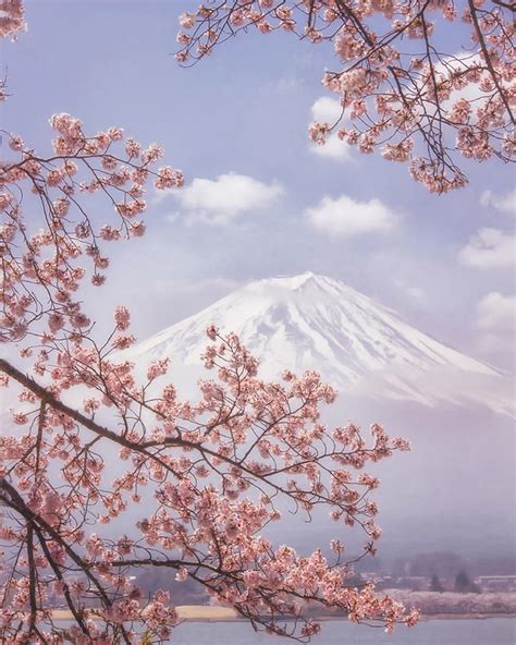 Mt.fuji In The Cherry Blossoms Photograph by Makiko Samejima - Fine Art ...