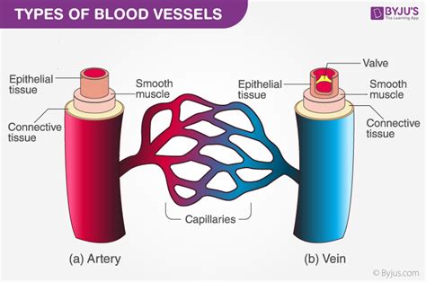 Blood Vessels Diagram