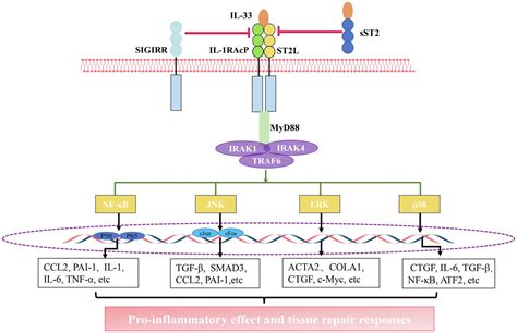 Frontiers | Interleukin-33/ Suppression of Tumorigenicity 2 in Renal ...