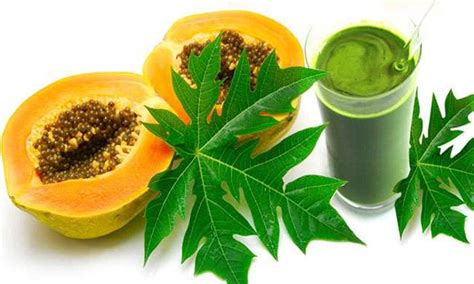 How Does Papaya Leaf Extract Increase Platelets?