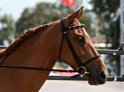 Arreos Hy Cabezada Essential para caballos Deportes y aire libre ...