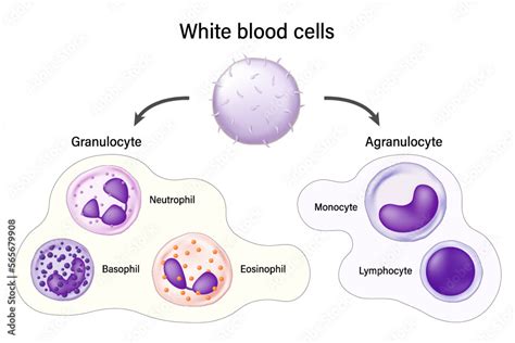 Vetor de White blood cells. Granulocyte and Agranulocyte. Basophil ...