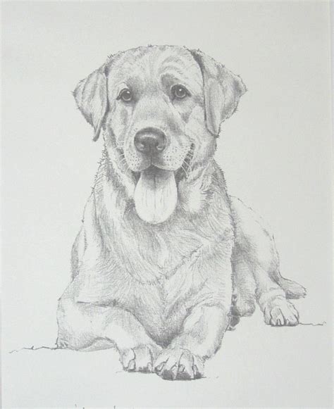 drawing of labrador - Google Search Dog Pencil Drawing, Pencil Art ...