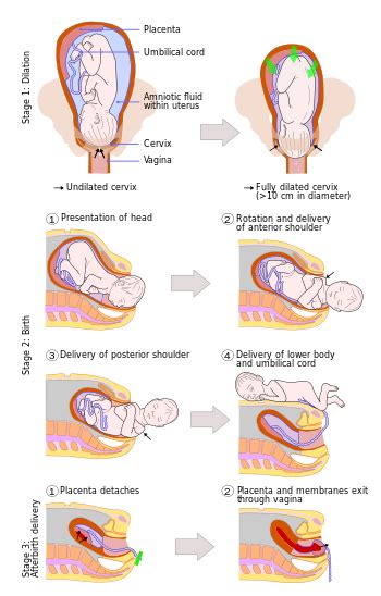 Stages Of Labor Chart