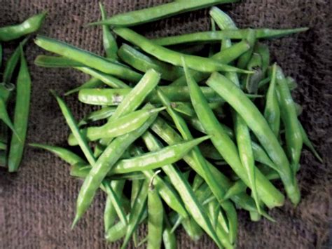 Legume | Definition & Examples | Britannica