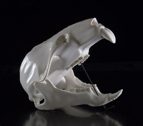 Mouse Skull 3D Print by Printing3D on Etsy