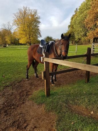 Horses & Ponies for Sale, Rehome & Loan | Preloved