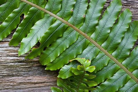 The Ruins of the Moment: Fern fronds, No. 1 Line — Photos by Pete McGregor