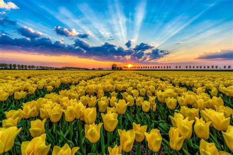 Sunset over a Tulip field in Netherlands | Tulip fields, Beautiful ...