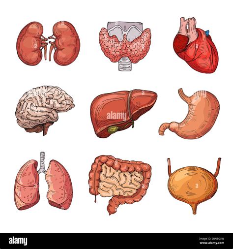 View 16 Human Body Internal Organs Images - factdesignbowls