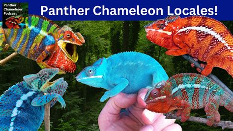 Panther Chameleon Locales – How to Choose - Chameleon Academy