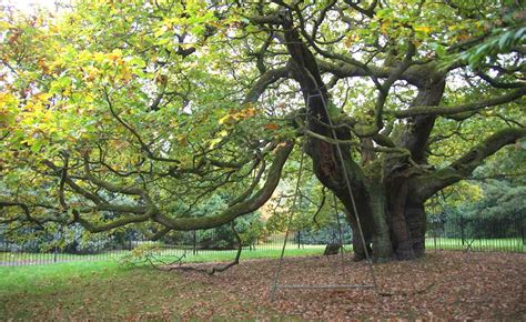 This Ancient Oak Has Just Been Voted England's Favorite Tree for Its ...