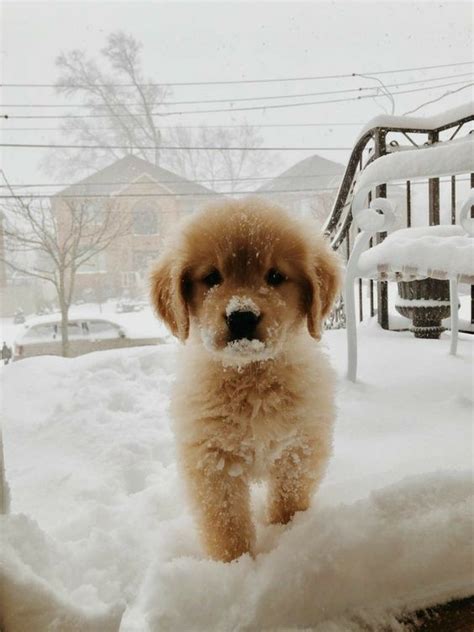 Cute Puppies In Snow