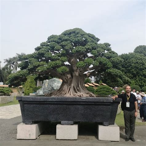 The World’s Largest Bonsai? | Bonsai Bark