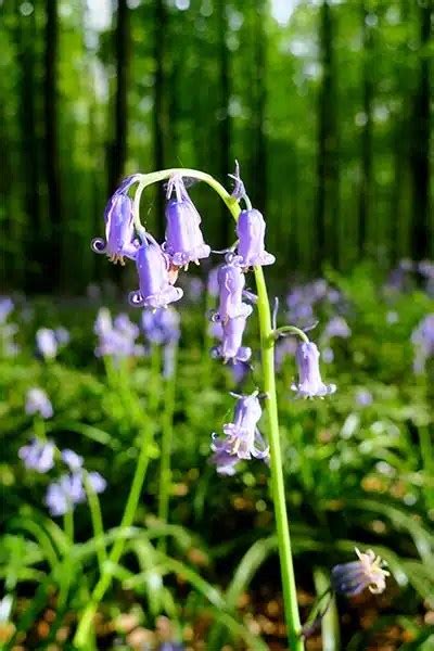 How I Got Into A Fight at Bluebell Forest Hallerbos Belgium