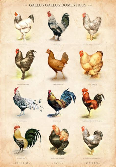 Vintage Chicken Breed Chart Limited Edition Art Print | Etsy