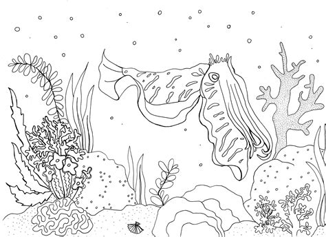 Cuttlefish Coral Reef Colouring Page - Etsy