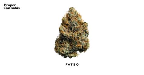 Fatso Strain | Proper Cannabis