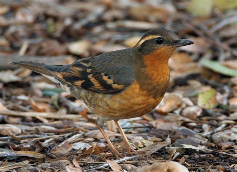 Varied Thrush | Varied Thrush (Ixoreus naevius) female. Stev… | Flickr