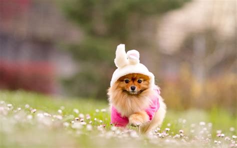 Fondos de pantalla : perro de Pomerania, césped, Flores, traje ...