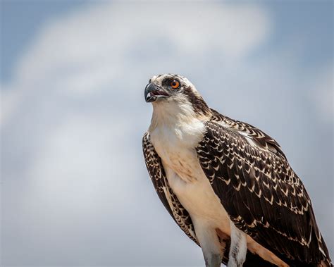 Osprey | Audubon Field Guide