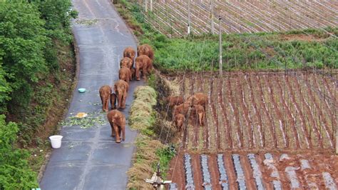 Asian elephants become global stars as their sleeping…