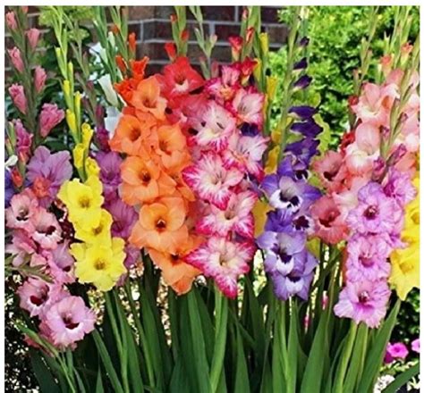 Gladiolus | Gladiolus flower, Bulb flowers, Spring flowering bulbs