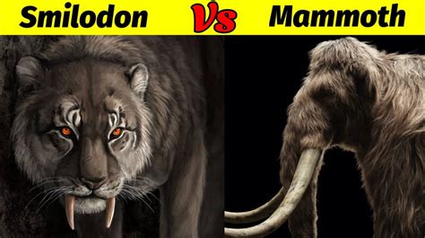 Sabertooth Tiger Vs Mammoth | क्या Smilodon जीत पायेगा विशाल Mammoth से ...