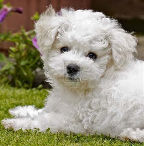 Rules of the Jungle: Bichon Frise puppies